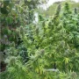 Cannabis seeds Pamir Gold® from Dutch Passion